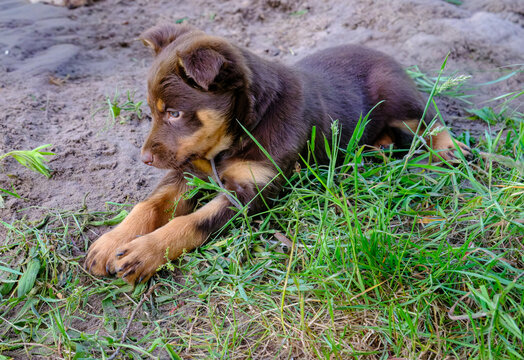 Spielende Australian Kelpie Welpen 