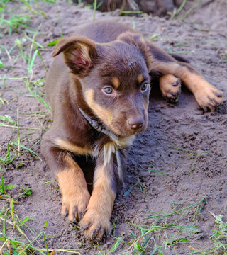 Spielende Australian Kelpie Welpen 