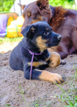 Spielende Australian Kelpie Welpen 