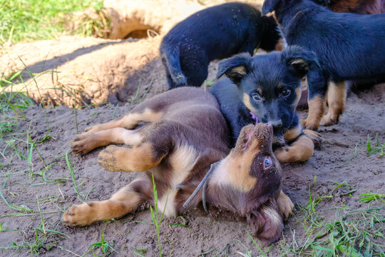 Spielende Australian Kelpie Welpen 