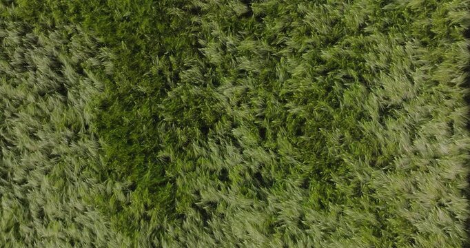 Vertical drone aerial view of experimental agricultural plots displaying visible differences in crop growth, density and vegetation color. Concept of agronomic research, crop trials, precision agricul