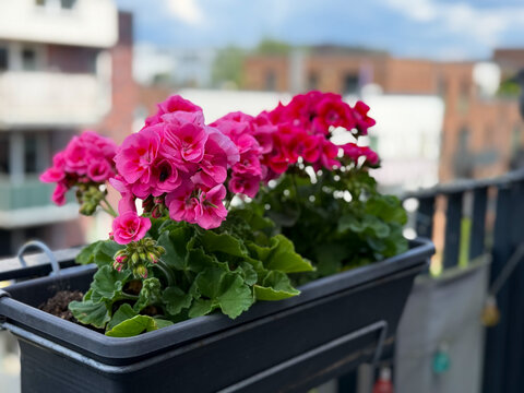Blooming vibrant pink Geranium Pelargonium flowers in decorative flower pot hanging on a balcony fence close up