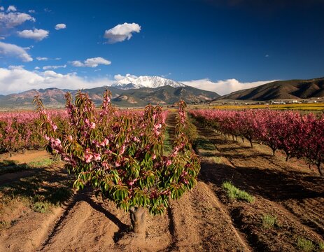 peach groves of palisade colorado with mt garfield