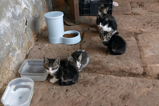 Shelter kittens