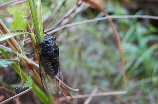 There are cicadas in the park.
