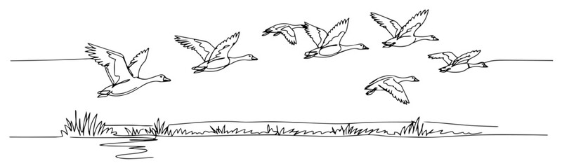 Fototapeta premium Flock of Wild Ducks Flying Over Water and Reeds, Migrating Birds Nature Landscape One Line Art Vector