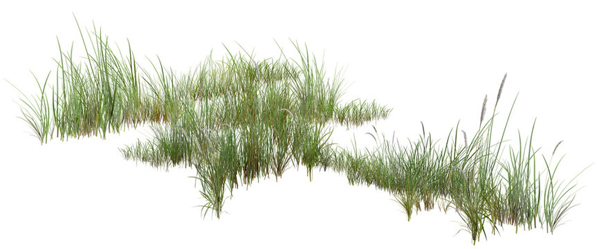 grass/ High-resolution isolated green grass clumps element. Realistic wild lawn blades cutout on transparent background, perfect for architectural rendering, landscape design, and digital collage.