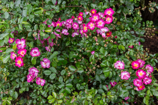 pink flowers in the garden
