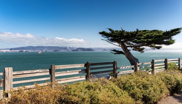 windswept cypress tree and wood slat fence overlooking view of san francisco bay