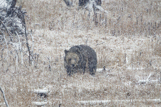 Bear in a Snowy Field
