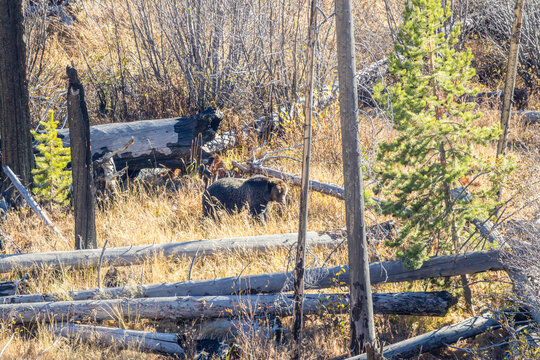 Grizzly Bear Wandering Through a Forest