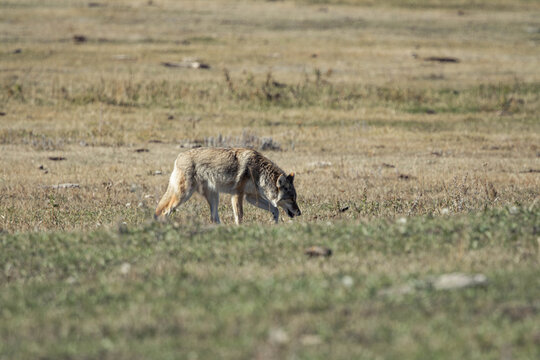 Wolf Walking in an Open Field