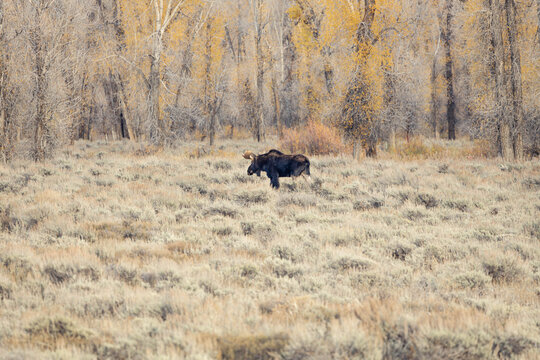 Moose Standing in Autumn Forest Clearing