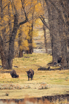Bison in Autumn Forest