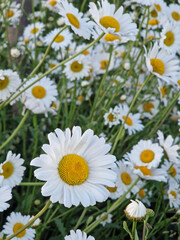 Fototapeta premium daisies in a field