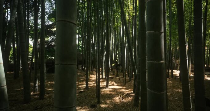 Smooth, steady cam movement through bamboo stocks in Japan