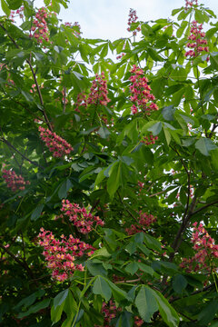red currant bush