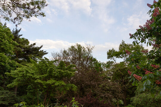trees and sky