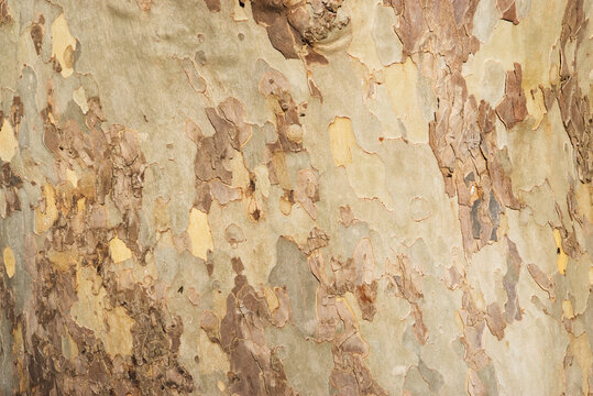 closeup of London plane, hybrid plane, Platanus &times; hispanica, or Platanus &times; acerifolia bark
