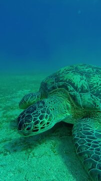 Vertical footage, Front side of Sea Turtle swims and grazes on seabed eating seaweed in evening light at sunset, Slow motion of Green Sea Turtle, Chelonia mydas feeding on sea bottom 