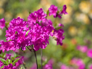 Obraz premium Pink azalea flowers in garden