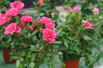 Obraz premium Pink Rose Flowers Blooming in Pots with Soft Garden Background