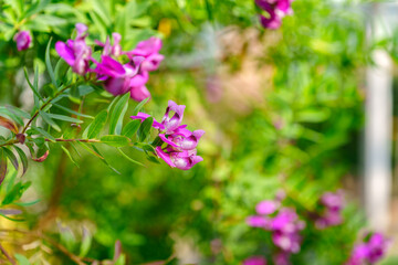 Obraz premium Purple Polygala Flowers with Green Bokeh Background in Sunlight