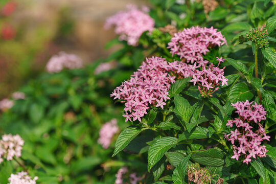 Pink Pentas Flowers Blooming with Green Leaves and Soft Bokeh
