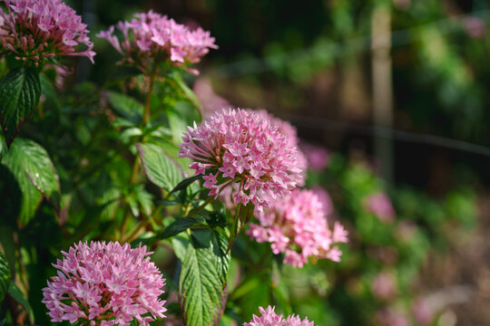 Pink Pentas Flowers Blooming in Sunlight with Soft Garden Background