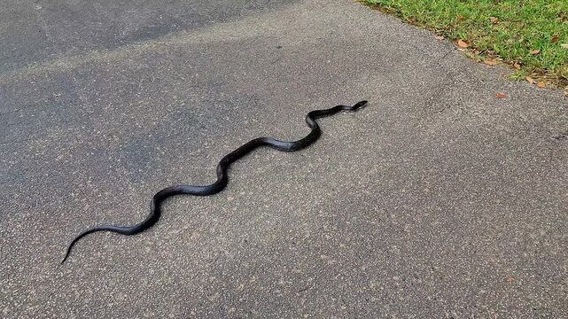Long black snake spotted on a walking trail in Cary, North Carolina. Black racer snake in US. Snakes of America