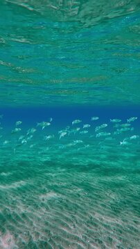 Vertical footage, Large shoal of Mullets, Mugilidae swims in blue water column, Slow motion of lots Mullet fish floats in vibrant blue water column under surface over sandy seabed 