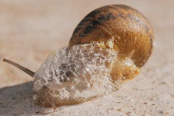 Garden snail crawling and producing excessive white foam on stone, macro view of mollusk with intensive mucin secretion for organic cosmetics © moryachka