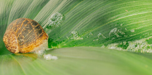 Macro view of garden snail with many bubbles on green calla lily leaf, close up of mollusk shell and natural mucin secretion for organic beauty © moryachka