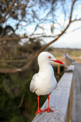 Obraz premium The BIG seagull on wood walkway in nature garden