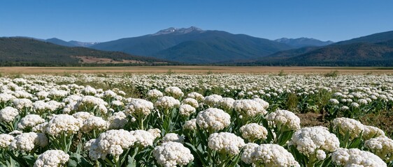 Fototapeta premium A breathtaking view of blooming cauliflower flowers in a vast field set against a backdrop of majestic mountains, capturing the beauty of nature in perfect harmony.