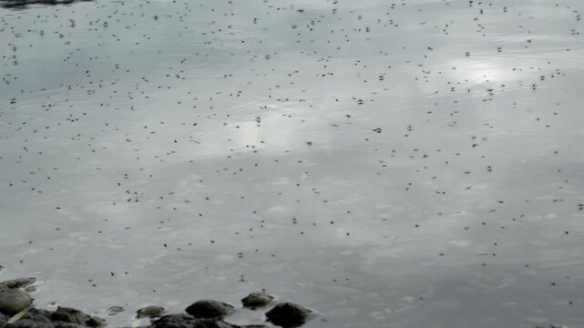 Swarm of Insects Hovering Over Lake Surface - 4K Slow Motion Nature Shot