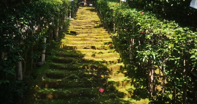 Moss covered steps leading up hill with surrounding bushes - steady cam movement