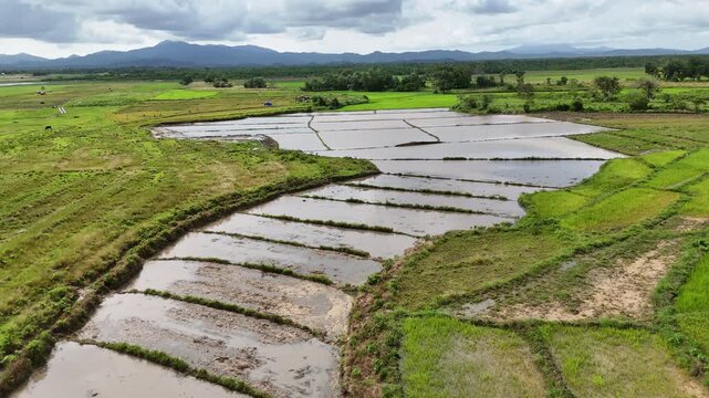 Aerial drone view of flooded rice paddies prepared for planting beside bright green fields and a small dwelling, backed by jungle and mountains, Bato, Taytay, Palawan, Philippines.