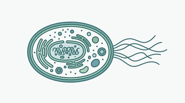 Illustration of a single prokaryotic bacterial cell with flagella.