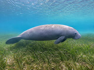 Fototapeta premium Dugong gliding above healthy seagrass meadow