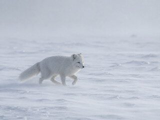 Fototapeta premium Arctic fox crossing open ice plain in blowing snow