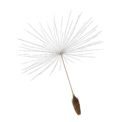 Fototapeta premium Delicate Dandelion Seed Floating on White Background