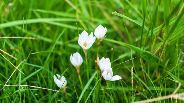 White Zephyranthes Rain Lily Flowers Blooming in Vibrant Green Grass Field