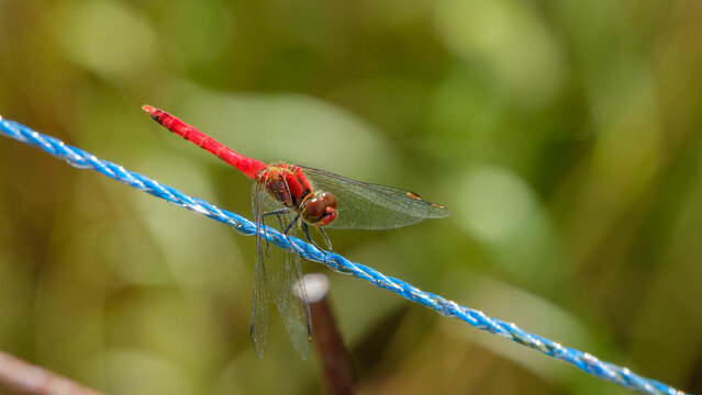 Vibrant Red Dragonfly Perched on Blue Rope with Autumn Nature Background