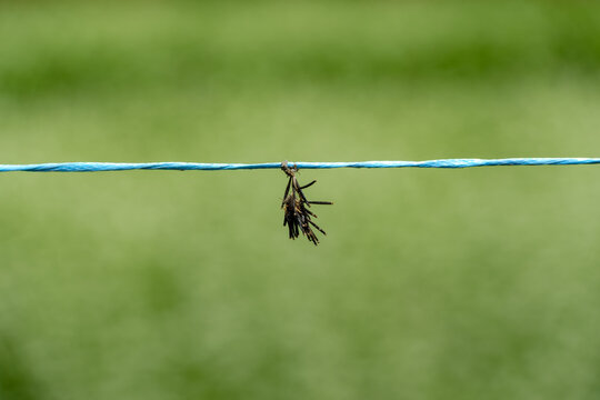 Bagworm Moth Cocoon Hanging on Blue Rope with Green Nature Background Copy Space