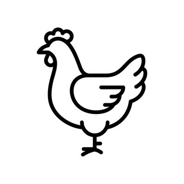 Simple line art icon of a hen, minimalist poultry illustration