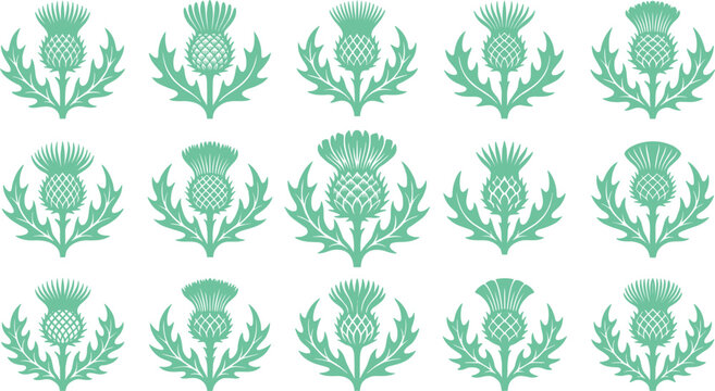Green milk thistle floral graphic icon collection featuring traditional scottish wildflower vector illustrations isolated on clean white background