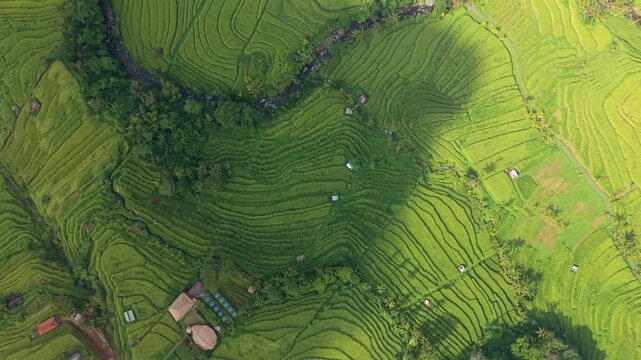 Rice fields flyover with big clouds