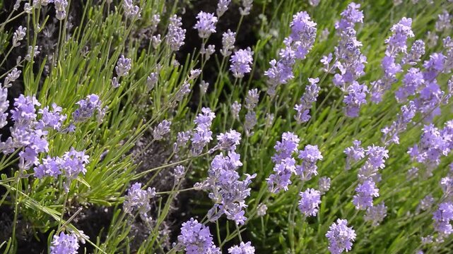 Lavender flowers in full bloom sway gently in the breeze, showcasing vibrant purple petals and lush green stems in a sunny outdoor garden setting