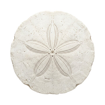 Natural White Sand Dollar Shell Macro Detail